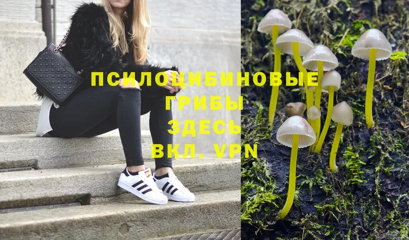 мега ONION  Багратионовск  Галлюциногенные грибы Psilocybine cubensis 